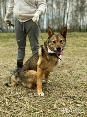 Собака живет в клетке 2х2