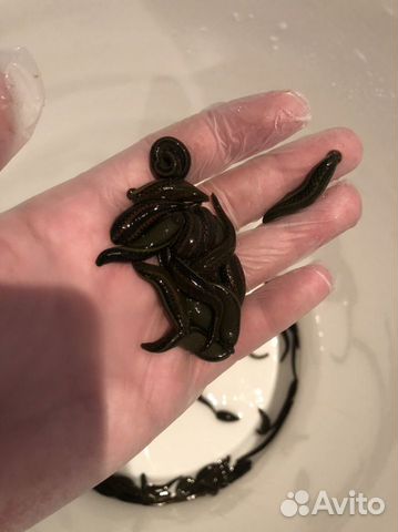 Пиявки медицинские (Выращенные)