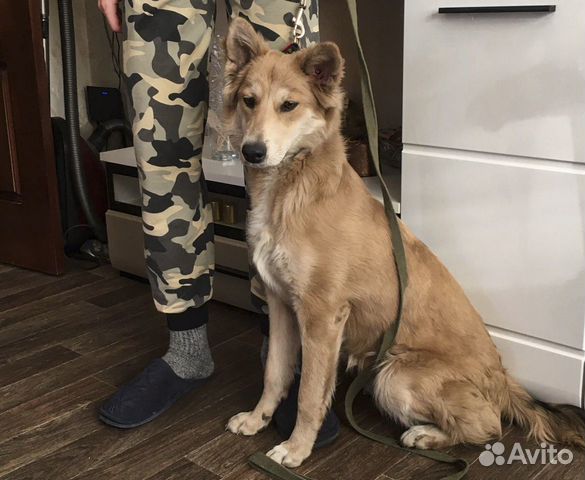 Стерилизоанная Элка, привитая в дар