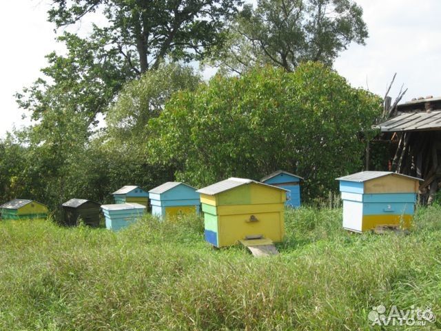 Купить Пчел Семьи В Воронежской Области