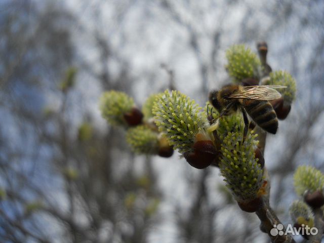 Пчёлы карпатские купить на Зозу.ру - фотография № 2