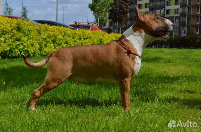 Бультерьер Вязка Чемпион