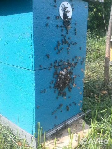 Пчелы Пчелосемьи Отводки купить на Зозу.ру - фотография № 2