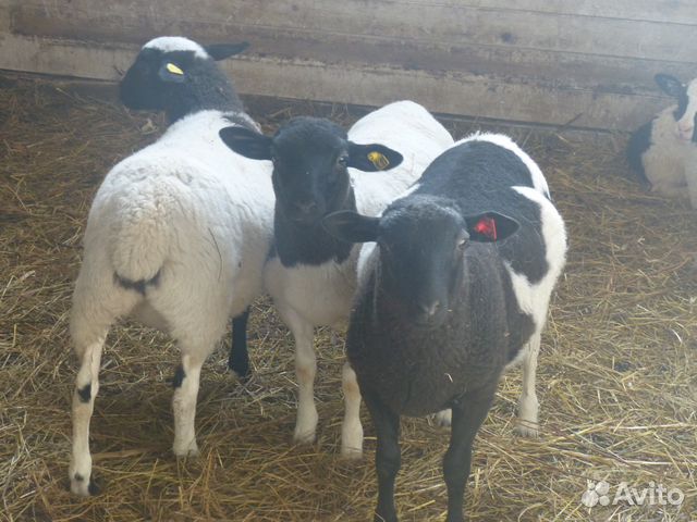 Бараны, овцы,ярки, ягнята дорпер+романовская купить на Зозу.ру - фотография № 3