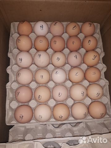 Купить инкубационное яйцо кучинской юбилейной. Фото яйцо импорта мастер грей.