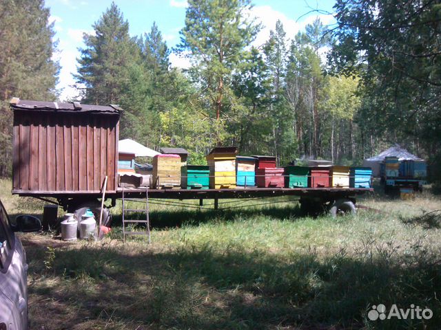 Продам пчёл 40 шт.Ульяновская область купить на Зозу.ру - фотография № 2