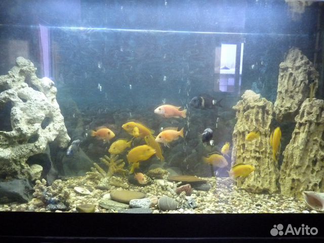 Продаю аквариум с рыбками купить на Зозу.ру - фотография № 3