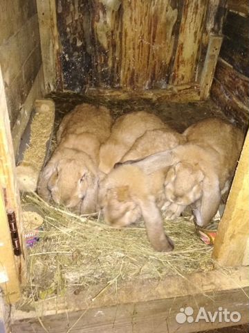Кролики породы Французский Баран купить на Зозу.ру - фотография № 8