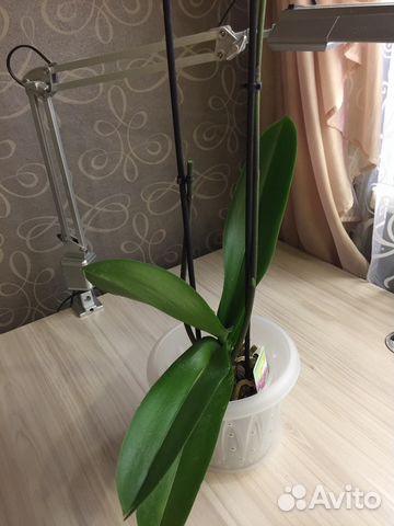 Орхидея крупная