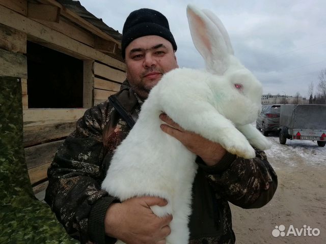 Кролики великаны купить на Зозу.ру - фотография № 3