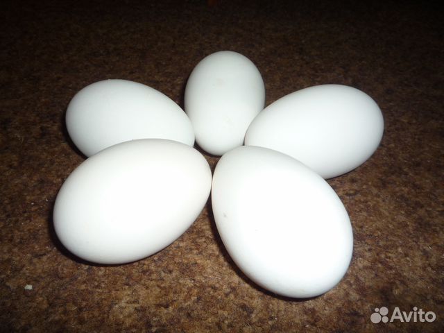 Яйцо гусиное инкубационное купить на Зозу.ру - фотография № 2