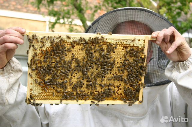 Пчелопакеты 2019 купить на Зозу.ру - фотография № 3