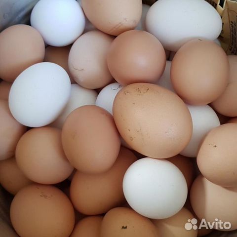 Инкубационное яйцо от своих домашних курочек