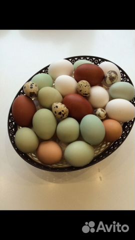 Продам инкубационное яйцо кур и уток купить на Зозу.ру - фотография № 1