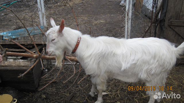Вязка коз купить на Зозу.ру - фотография № 2