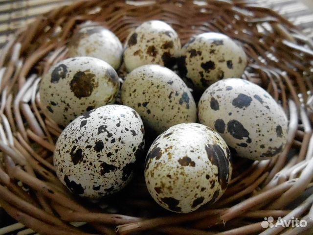 Инкубационное яйцо перепелов, перепелки несушки купить на Зозу.ру - фотография № 1