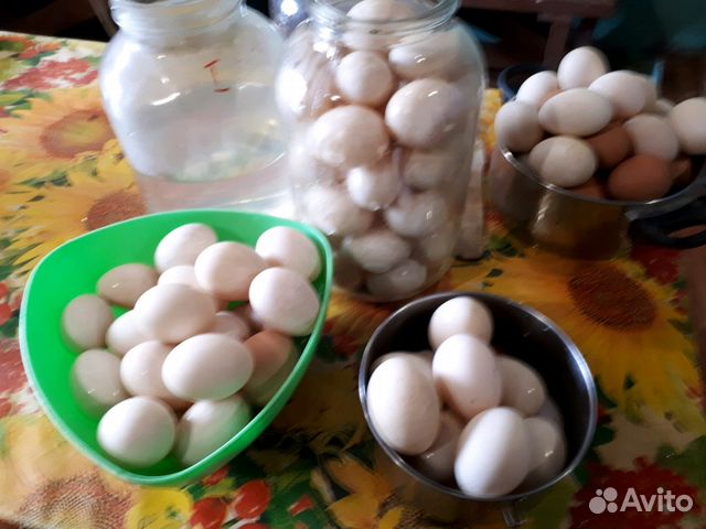 Яйца пекинской и башкирской уток на инкубацию купить на Зозу.ру - фотография № 1