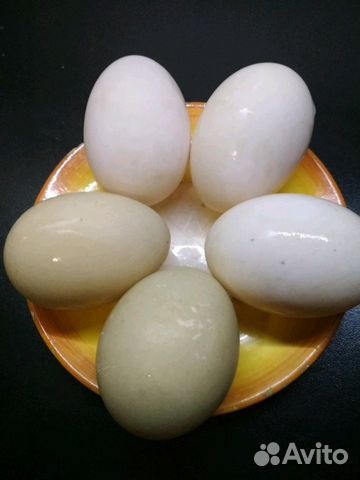 Яйца инкубационное купить на Зозу.ру - фотография № 2