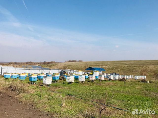 Продаются пчелы купить на Зозу.ру - фотография № 4