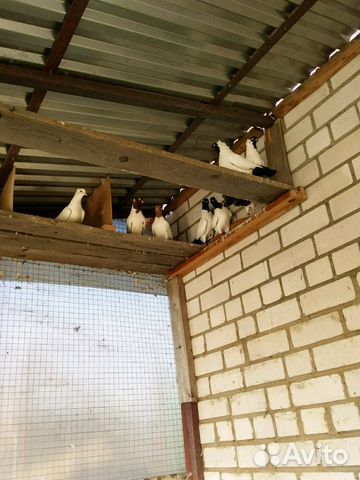 Домашние голуби купить на Зозу.ру - фотография № 1