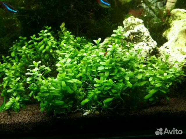 Продам аквариумные растения купить на Зозу.ру - фотография № 1