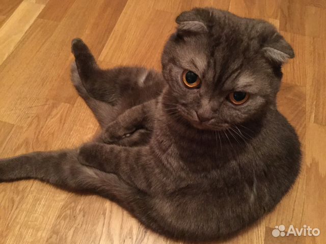 Вислоухий Кот Сильно Похудел.