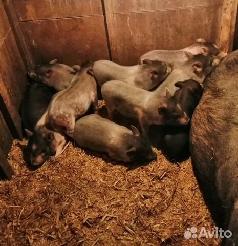 Купить Вьетнамских Поросят На Авито Владимирская Область