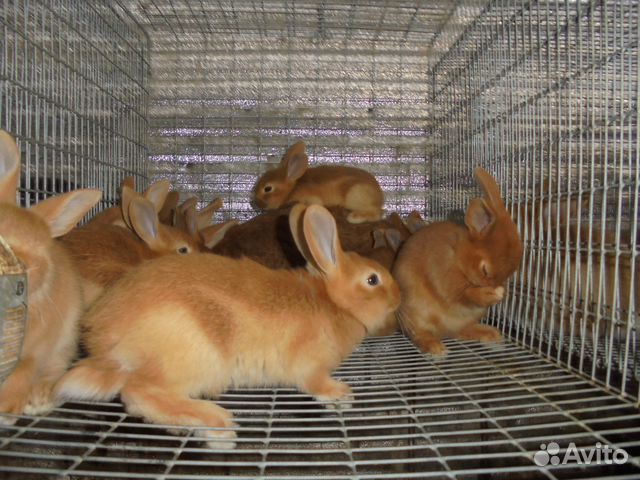 Бургундские кролики купить на Зозу.ру - фотография № 1