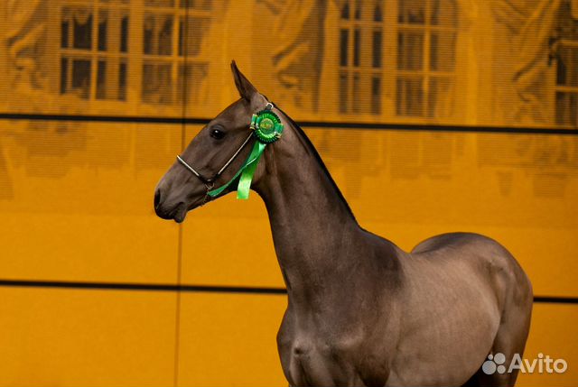 Ахалтекинская лошадь Султанджамал 2018 г.р жеребец