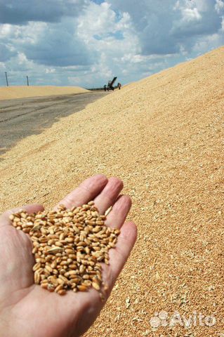 Пшеница 50 тонн