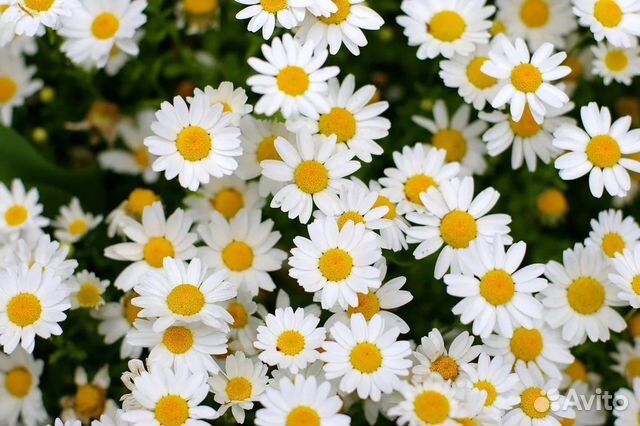 Букеты из Ромашки