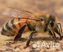 Пчелы- Пчелопакеты породы Карпатка- Карника купить на Зозу.ру - фотография № 7