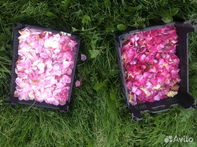 Лепестки роз натуральные Лепестки роз натуральные