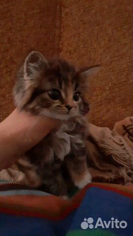 Котенок в добрые руки купить на Зозу.ру - фотография № 2