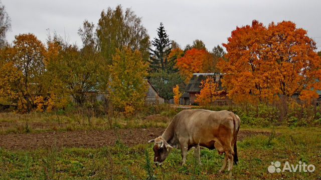 Корова на мясо