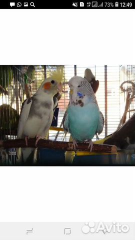 Ввп. Чехи. Волнистые выставочные попугая купить на Зозу.ру - фотография № 1