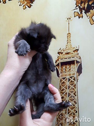 Мейнкун вязка, котята купить на Зозу.ру - фотография № 5