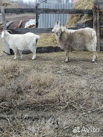 Продам пуховых коз купить на Зозу.ру - фотография № 3