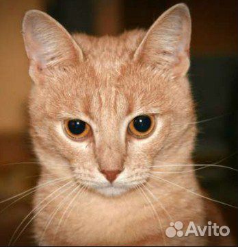 Персиковый кот купить на Зозу.ру - фотография № 1