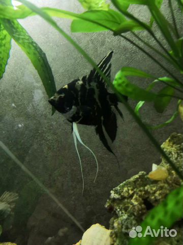 Аквариумная рыбка Скалярия луна, крупная самка уже купить на Зозу.ру - фотография № 1