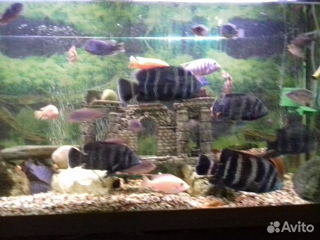 Теляпии и сом (Крупные рыбы в большой аквариум) купить на Зозу.ру - фотография № 7