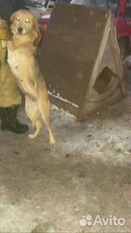 Продается собака русская-гончая купить на Зозу.ру - фотография № 2