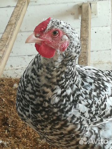 Инкубационное яйцо кур, цыплята купить на Зозу.ру - фотография № 3