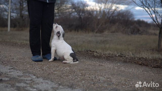 Американский Булли щенок девочка 3.5 месяца купить на Зозу.ру - фотография № 3