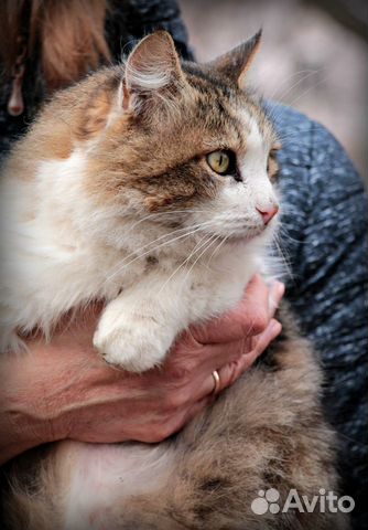 Котик Родинка для вашей души Котик Родинка для вашей души