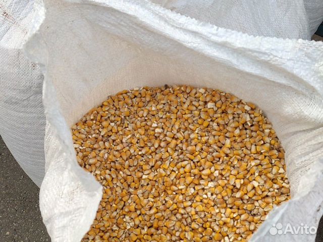 Зерно, кукуруза купить на Зозу.ру - фотография № 2