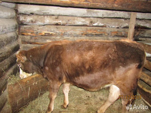 Тёлка корова купить на Зозу.ру - фотография № 4
