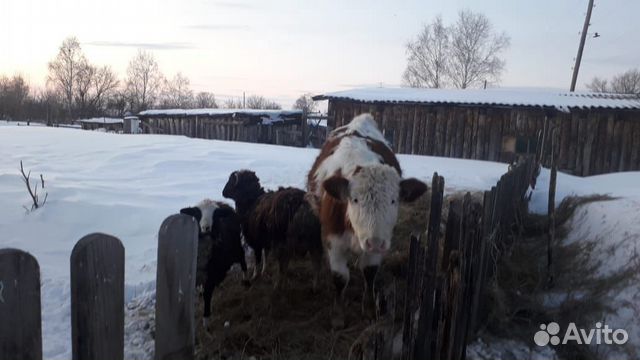 Телка,коза,бараны,утки,куры купить на Зозу.ру - фотография № 3