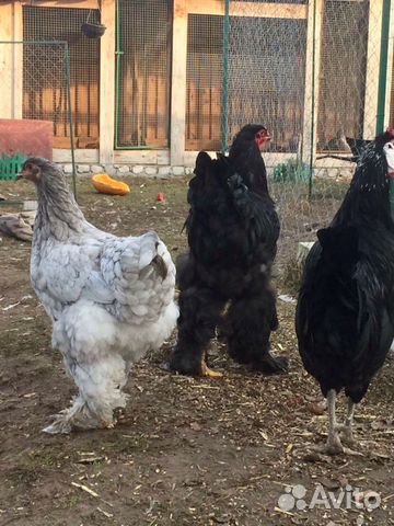 Породные цыплята и инкубационное яйцо купить на Зозу.ру - фотография № 8