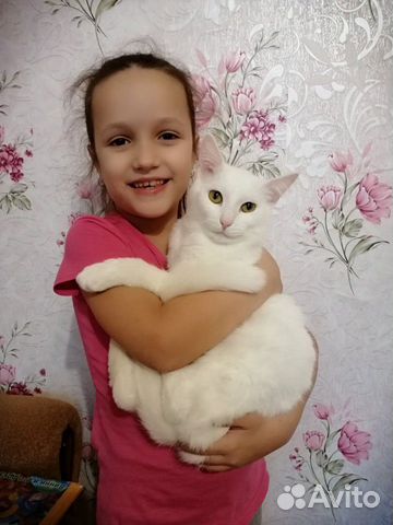 Отдам кота купить на Зозу.ру - фотография № 1